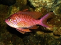 Anthias anthias