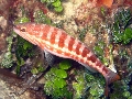 Serranus cabrilla