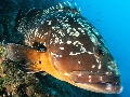 Epinephelus marginatus