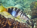 Serranus scriba