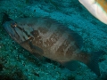 Epinephelus caninus