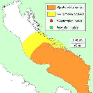 zubusa-distribucija