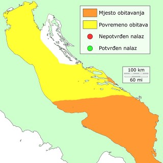 hama-distribucija