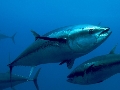 Thunnus thynnus