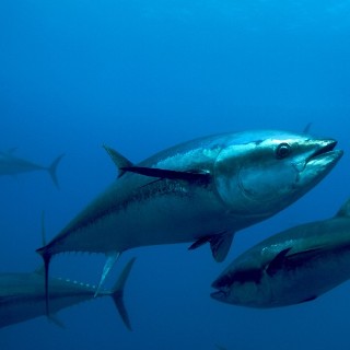 tuna