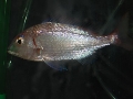 Pagellus erythrinus