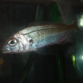 batoglavac
