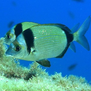 800px-Diplodus vulgaris