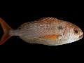 Pagellus bogaraveo