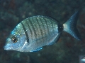 Diplodus puntazzo