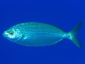 Sarpa salpa