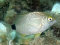 Diplodus annularis