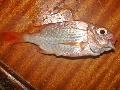 Dentex macrophthalmus