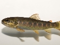 Salmo trutta trutta