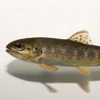 morska pastrva